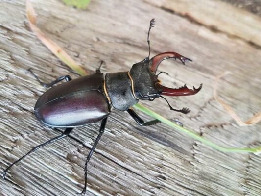 A Silver male stag beetle header PTES great stag hunt e1676182623690 स्टैग बीटल नामक कीडे की कीमत है करोडों में