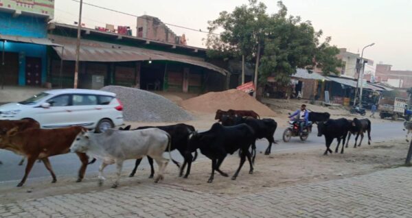 IMG 20230213 WA0098 e1676267488796 बेसहारा घूम रहे गौवंशों का सहारा कौन , जिम्मेदार मौन