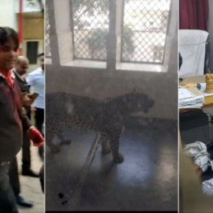 leopard e1675934145774 गाजियाबाद कोर्ट परिसर में अचानक घुसा तेंदुआ 6 लोगों को किया घायल