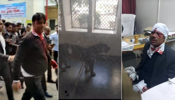 leopard e1675934145774 गाजियाबाद कोर्ट परिसर में अचानक घुसा तेंदुआ 6 लोगों को किया घायल