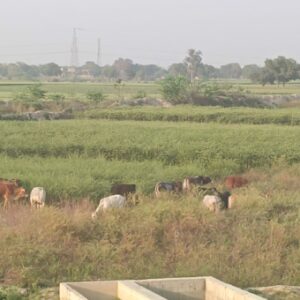 IMG 20230306 WA0094 e1678116448350 गौवंश से किसान परेशान,रात्रि में रखवाली के बाबजूद कर रहे नुकसान