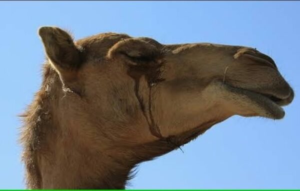 camel tears e1679205778143 ऊंट/ऊंटनी के आंसूओं से तैयार हो सकता हैं जहरीले सांपों का एंटीडोट