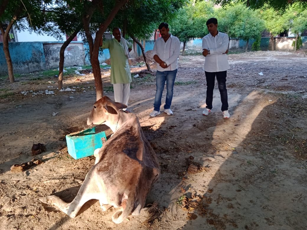 IMG 20230615 WA0421 गौ सेवा परमो धर्म, बीमार गौ माता को बचाया