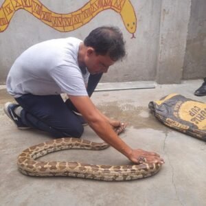 python Agra News : स्कूल में अजगर देख उड़े होश ! वाइल्डलाइफ एस.ओ.एस ने किया रेस्क्यू