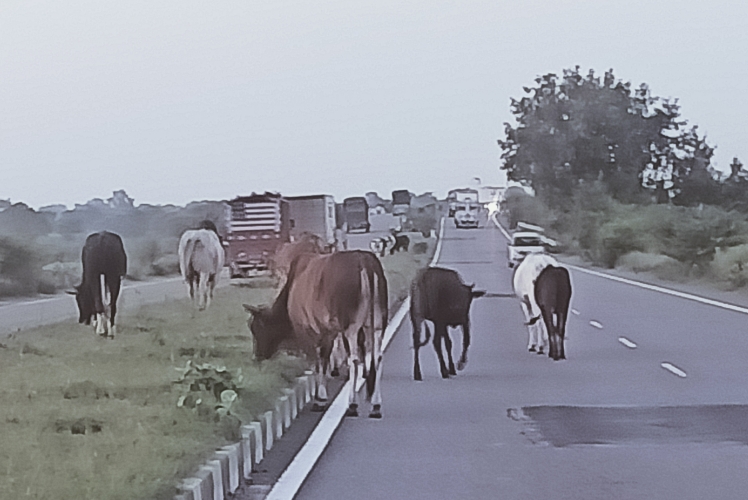 IMG 20230918 WA2080 हाईवे पर हादसों का सबब बने आवारा पशु