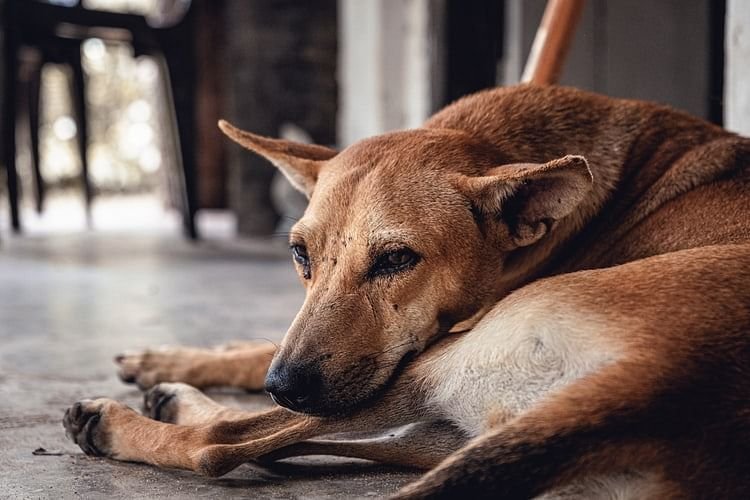 dog शर्मनाक कृत्य : चार दर्जन कुत्तों को बनाया अपनी हवस का शिकार, कोर्ट में दोष हुआ सिद्ध