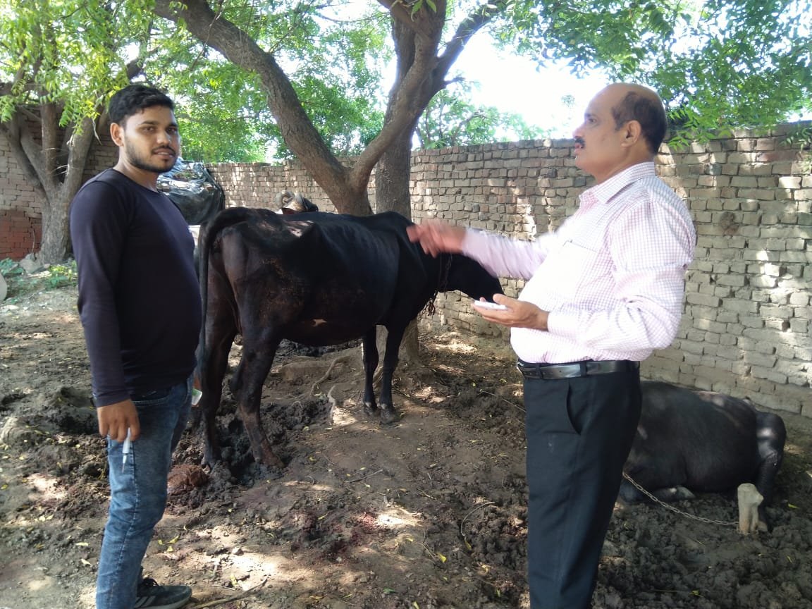 lampi गायों को लम्पी रोग से बचाने टीकाकरण अभियान हुआ शुरू