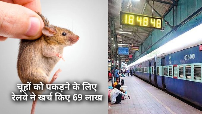 rat उत्तर रेलवे ने चूहों को पकड़ने में 69 लाख रुपये खर्च किए, लेकिन आतंक नहीं थमा