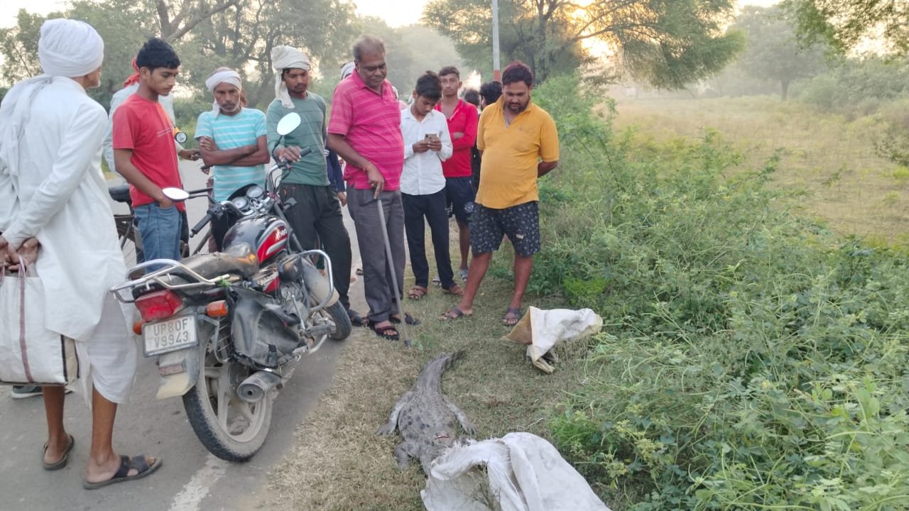 IMG 20231006 WA1901 सड़क किनारे संदिग्ध अवस्था में पड़ा मिला विशालकाय मगरमच्छ का शव , धारदार हथियार का निशान, तस्करी की आशंका, वन विभाग में मचा हड़कंप