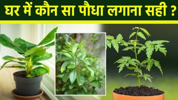 koun sa podha lagana cahiye e1697009107248 घर के लिए अशुभ पौधे: जानिए कौन से पौधे घर में नहीं रखना चाहिए