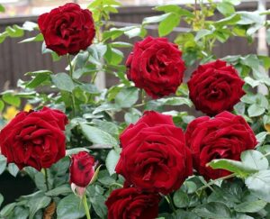 best rose plant tips जीवन में होगी तरक्की अगर घर मे लगायेंगे ये फूल