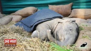1 37 Miracle on the Tracks: Orphaned Baby Elephant Fights for Life