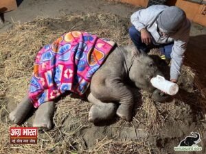 2 11 Miracle on the Tracks: Orphaned Baby Elephant Fights for Life