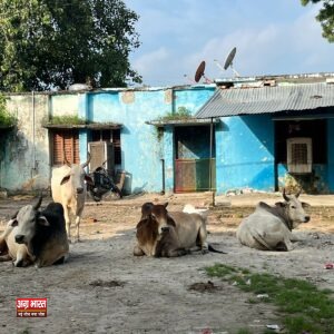 1 57 दो करोड़ रुपये की लागत से बनाई गई गौशाला होने के बावजूद आवारा पशुओं का आतंक जारी, लोगों में रोष