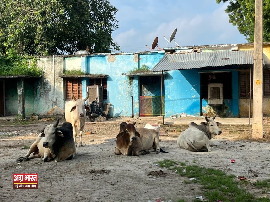 1 57 दो करोड़ रुपये की लागत से बनाई गई गौशाला होने के बावजूद आवारा पशुओं का आतंक जारी, लोगों में रोष