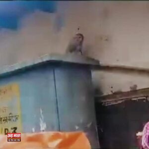 07 uphmathura 03 मथुरा-वृंदावन में बंदर बदल रहे हैं अपना तरीका: अब चश्मा नहीं, कुंडल भी छीन रहे