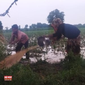 1 12 फतेहाबाद में तबाही: बारिश ने लील ली फसलें, किसानों की फसलें जलमग्न, मुआवजे की मांग