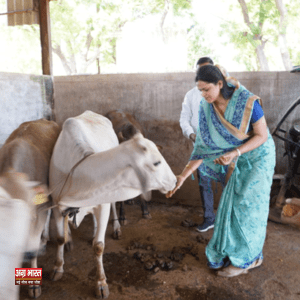 1 21 Agra: जिला पंचायत अध्यक्ष ने गांव कुर्राचित्तपुर स्थित अस्थाई गौशाला का निरीक्षण किया