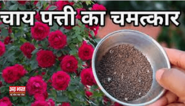 chai patti e1729791601164 Gardening Tips: चाय की पत्तियों का जादू: गुलाब के पौधे को फूलों से भरें, ऐसे करें इस्तेमाल