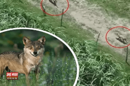 wolf बहराइच में आदमखोर भेड़ियों का आतंक: ड्रोन से दिखते हैं, लेकिन पकड़ में नहीं आ रहे