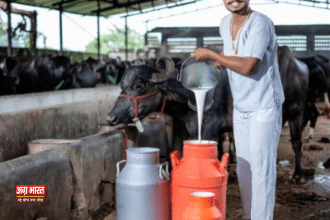 dood कहां से आ रहा है इतना दूध? भारत के डेयरी उद्योग का आधुनिकीकरण गौ पालकों को सशक्त करेगा