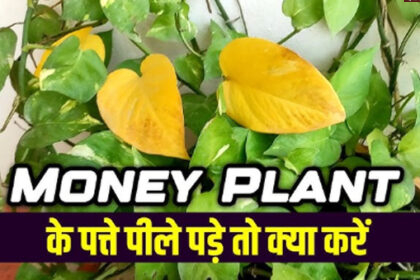 money plant क्या सर्दी शुरू होते ही मनी प्लांट की पत्तियां हो रही हैं पीली? इस चीज का घोल बनाएगा पौधे को हरा-भरा!