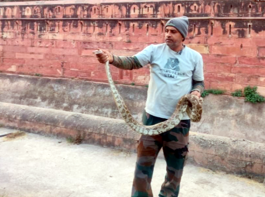 python 1 e1734003110243 आगरा किले में 6 फुट का अजगर देख उड़े होश, असामान्य दृश्य से घबराए सुरक्षाकर्मी, फिर हुआ सफल अजगर बचाव अभियान