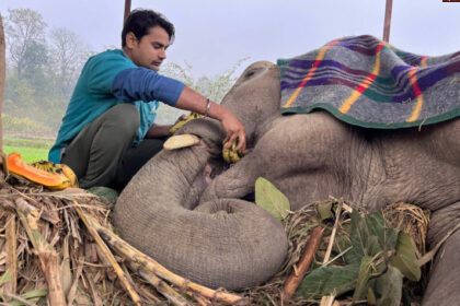 3 55 2030 तक 300 भीख मांगने वाले हाथियों को मुक्ति! वाइल्डलाइफ एसओएस का महाअभियान