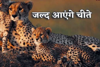 cheeta भारत में फिर से लौटेंगे चीते, कीनिया से 20 चीते लाए जाएंगे