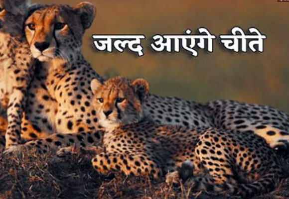 cheeta e1737696378657 भारत में फिर से लौटेंगे चीते, कीनिया से 20 चीते लाए जाएंगे