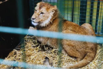 lion गर्लफ्रेंड को इंप्रेस करने के लिए शेर के पिंजरे में घुसा, सेल्फी ली और फिर बन गई लाश: उजबेकिस्तान में शॉकिंग घटना