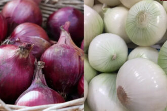 onion सफेद या लाल प्याज; क्या फर्क है और सेहत के लिए बेहतर कौन सा है... समझिये