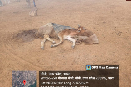 2 3 Agra News: गौशाला में ठंड के इंतजाम नाकाफी, बीमार हो रहे गौवंश