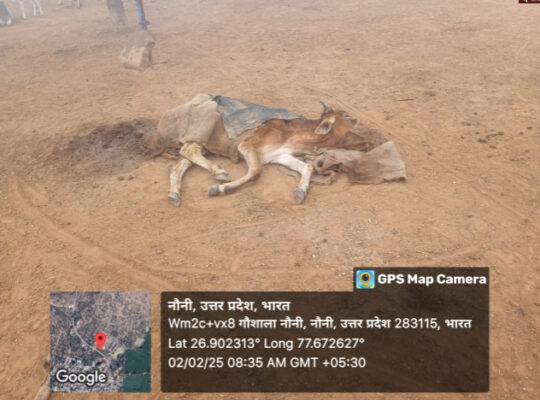 2 3 e1738518303962 Agra News: गौशाला में ठंड के इंतजाम नाकाफी, बीमार हो रहे गौवंश