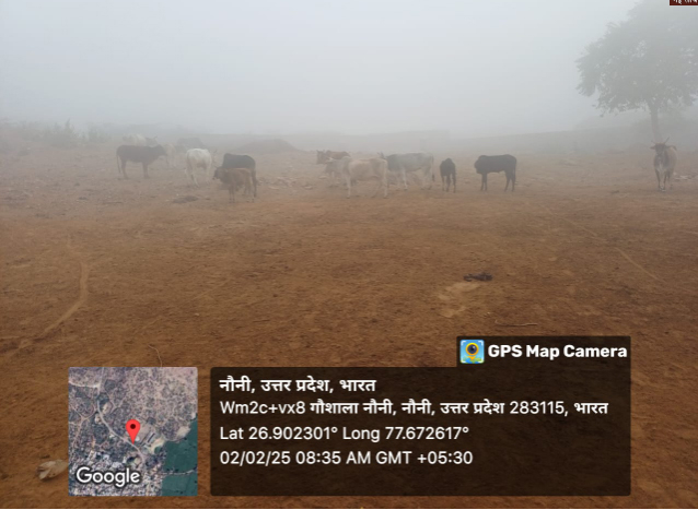 3 4 Agra News: गौशाला में ठंड के इंतजाम नाकाफी, बीमार हो रहे गौवंश