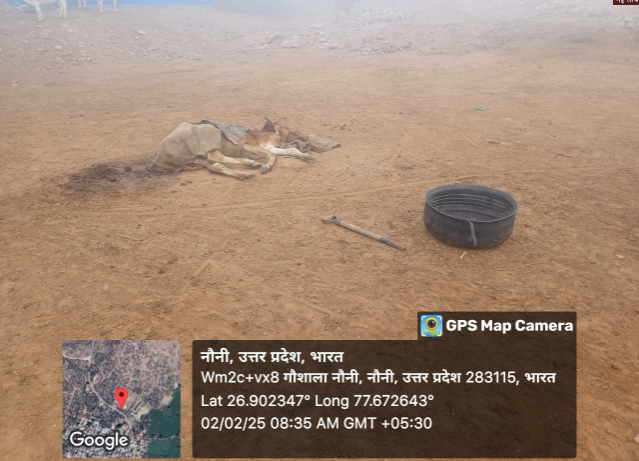 4 3 Agra News: गौशाला में ठंड के इंतजाम नाकाफी, बीमार हो रहे गौवंश